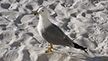 Sea Gull