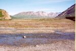 Denali Nat'l Park