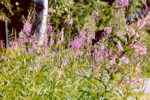 Fire Weed